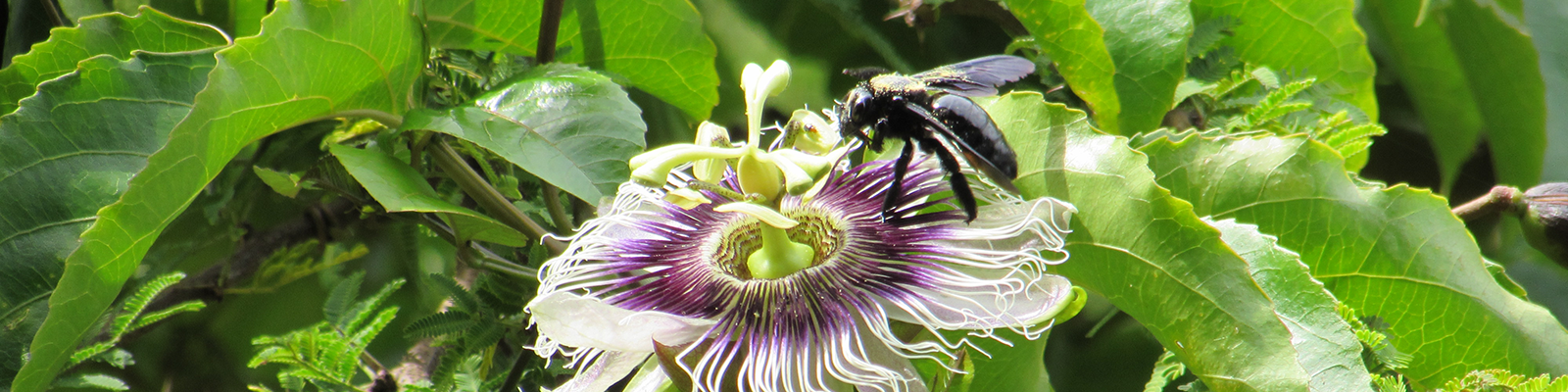 Photo from the First Photography Contest – PPGADR – Your Look on the Environment. The Flirt. Leticia Bolonha Lucati. A black bumble bee with golden pollen on the surface is pollinizing a white-and-purple passion fruit flower.