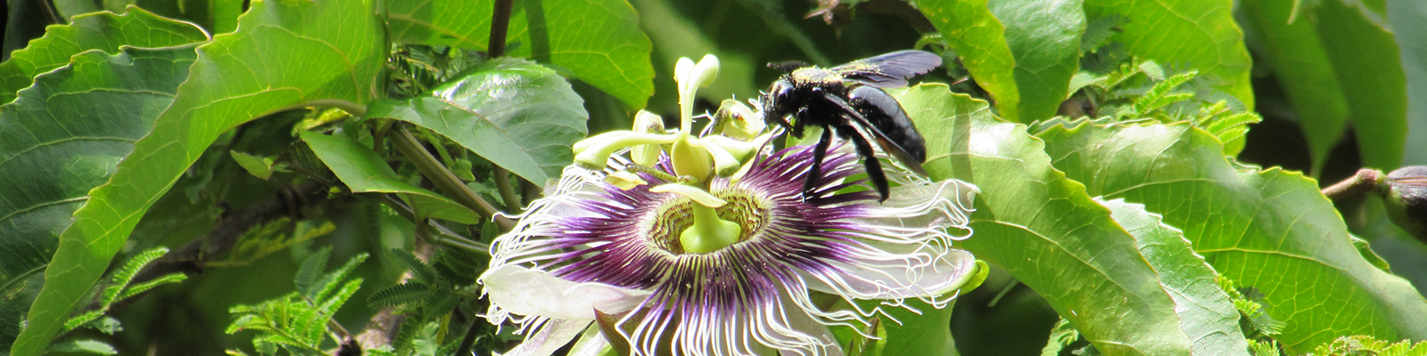 Foto do 1o Concurso de Fotografia- PPGADR – Tu mirada sobre el ambiente. El coqueteo. Leticia Bolonha Lucati. Un abejorro, de color negro y con polen dorado en la superficie, se encuentra polinizando una flor de maracuyá blanca y morada.
