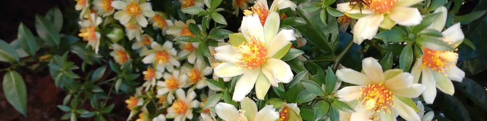 Foto de Flores de Ora-pro-nóbis. Tereza Cristina Roesler Ré. Pequeñas flores blancas, nacaradas con el centro amarillo.