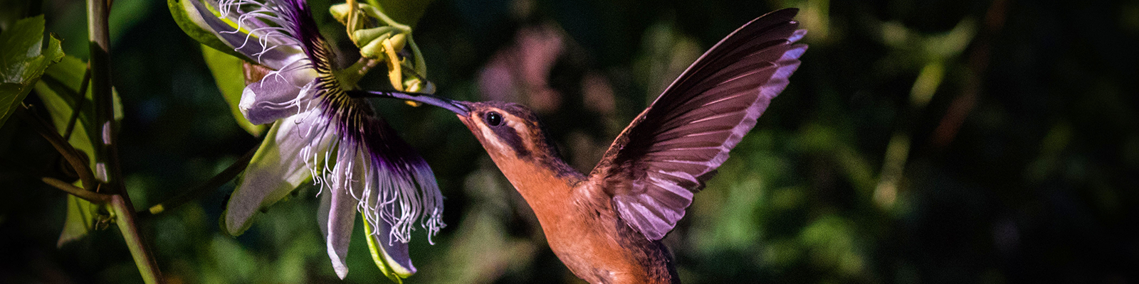 Foto do 1º Concurso de Fotografia – PPGADR - Seu Olhar Sobre o Ambiente. Beija-flor-de-maracujá. Raul M. C. dos Santos. Pássaro beija-flor da cor marrom em voo e sugando o néctar de uma flor de maracujá de cor roxa.