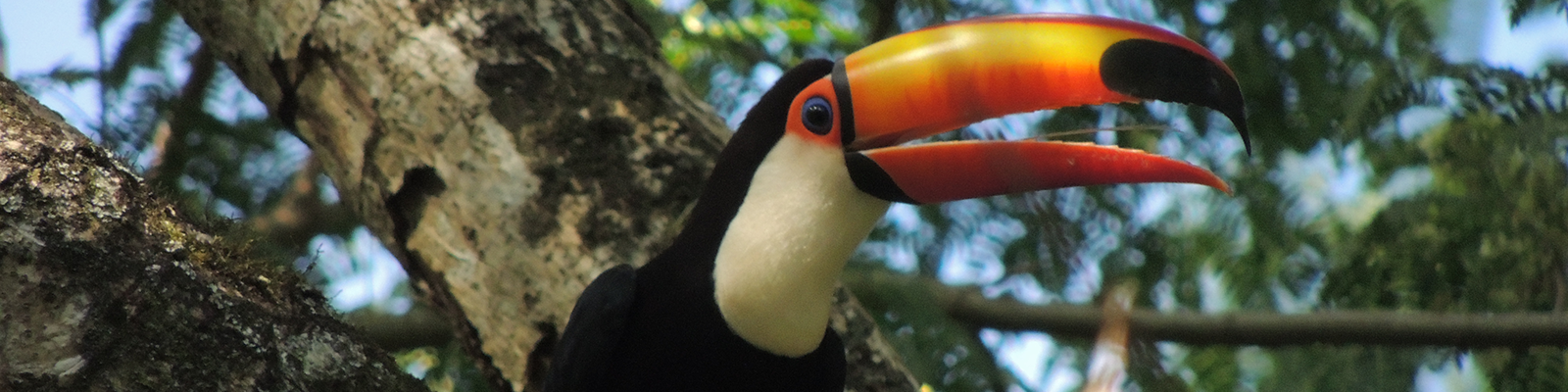 Foto do 1º Concurso de Fotografia- PPGADR - Seu Olhar Sobre o Ambiente. As cores da natureza em voo livre. Luiz Ricardo Galhardo.  Perfil de um pássaro Tucano, cor preta, peito branco, bico grande amarelo e preto, olhos azuis e pretos, pousado sobre o tronco de uma árvore.