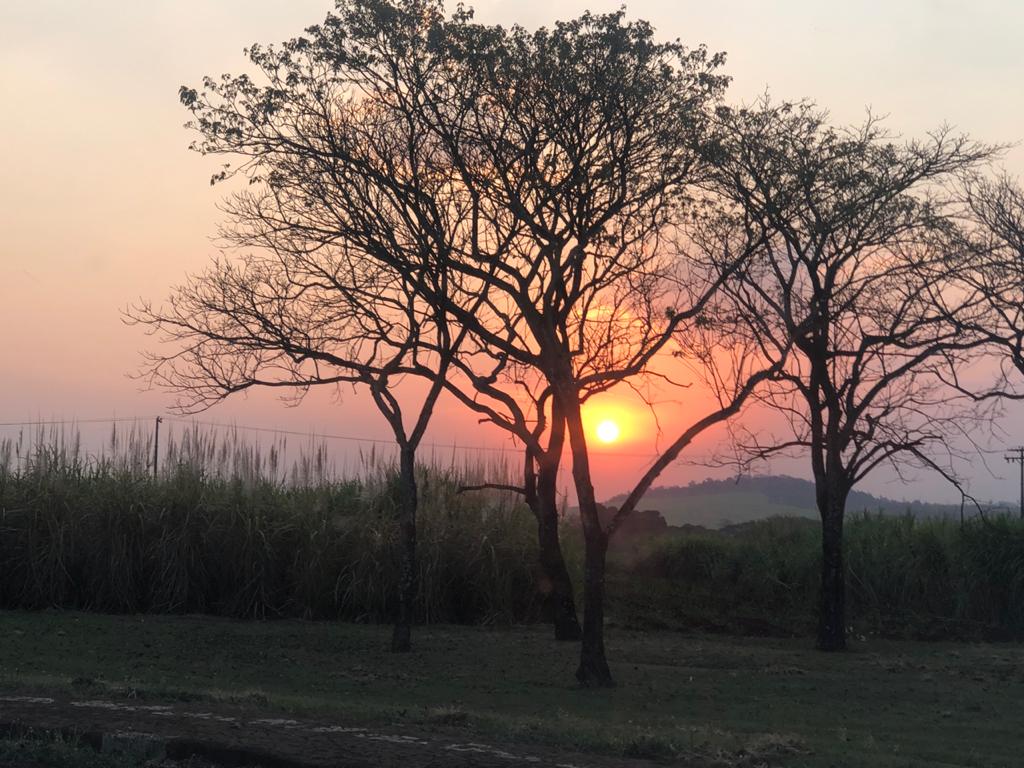 Foto do Entardecer CCA-UFSCar. Andréa E. B. Pimentel. Na frente quatro árvores de porte médio sem folhas, ao fundo capim baixo e no céu o sol na cor laranja avermelhado.