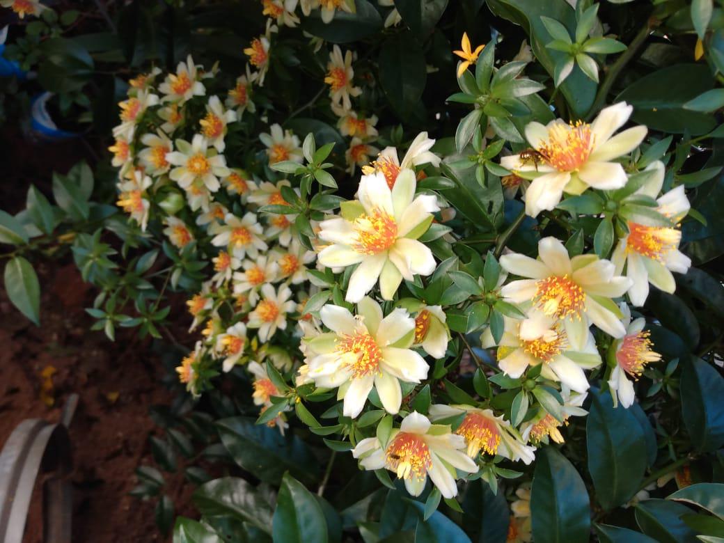 Foto de Flores de Ora-pro-nóbis. Tereza Cristina Roesler Ré.  Várias flores pequenas na cor branca peroladas com o centro amarelo.