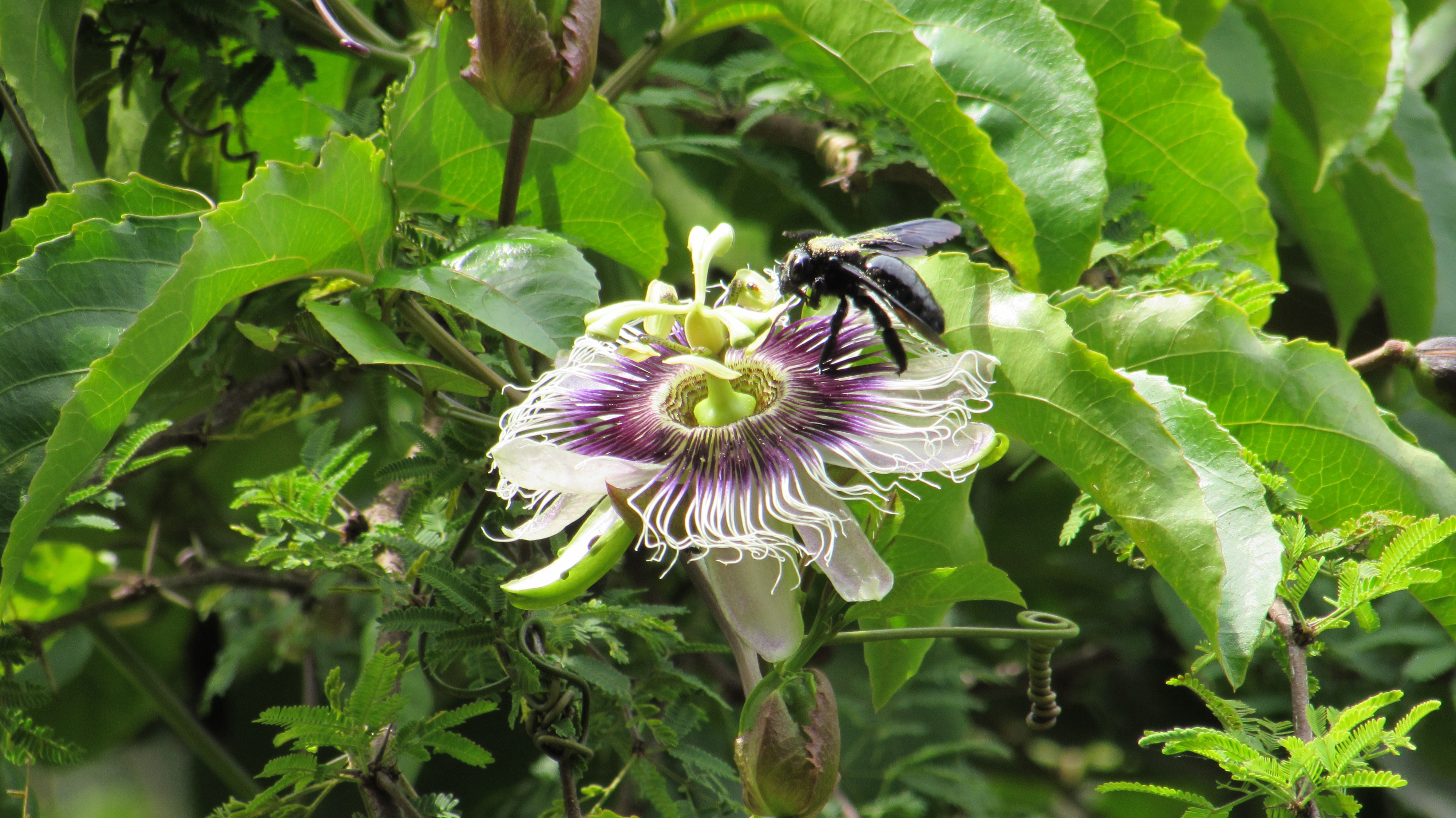 Foto do 1º Concurso de Fotografia- PPGADR - Seu Olhar Sobre o Ambiente. O Flerte. Leticia Bolonha Lucati. Uma abelha mamangava, cor preta e com pólen dourado na superfície está polinizando uma flor de maracujá branca e roxa.